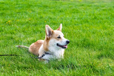 Genç pembroke corgi doğada