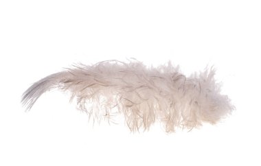 kuş tüyü beyaz arkaplanda izole edildi
