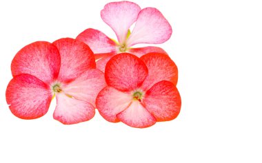 Beyaz arkaplanda izole edilmiş sardunya çiçeği