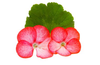 geranium flower isolated on white background clipart