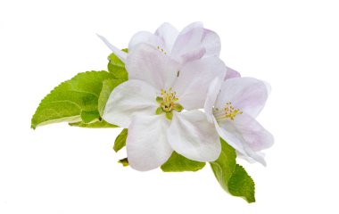 Elma ağacı çiçekleri beyaz arkaplanda izole