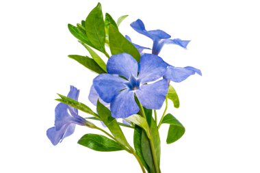 menekşe çiçeği beyaz arkaplanda izole