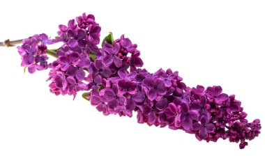 Beyaz arkaplanda yalıtılmış leylak çiçeği