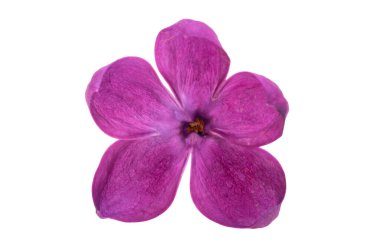 Beyaz arkaplanda yalıtılmış leylak çiçeği