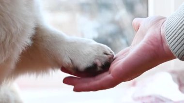 Köpek pençesini eline verir.