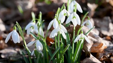 Kardelen ilk bahar çiçekleri ormanın içinde