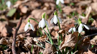 Kardelen ilk bahar çiçekleri ormanın içinde