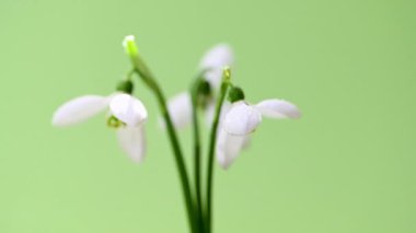 Yeşil arkaplanda kar damlalarının videosu