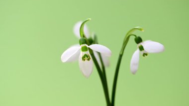 Yeşil arkaplanda kar damlalarının videosu