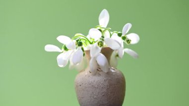 Yeşil arkaplanda kar damlalarının videosu