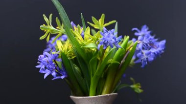 Siyah arka planda ilk bahar çiçekleri.