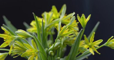 Siyah arka planda ilk bahar çiçekleri.