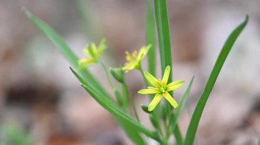 Ormandaki ilk bahar çiçeklerinin videosu.