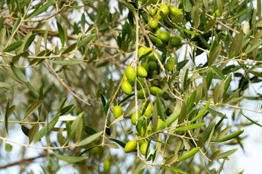 yeşil zeytinli tarım zeytinleri