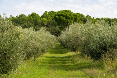 yeşil zeytinli tarım zeytinleri