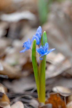 Ormandaki ilk bahar çiçekleri