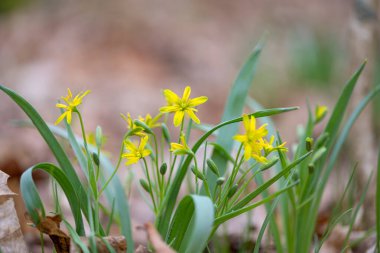 Ormandaki ilk bahar çiçekleri