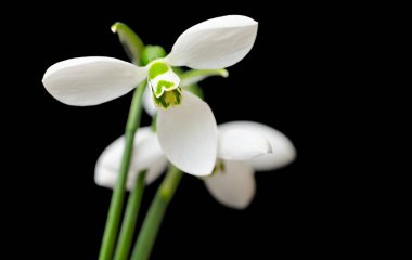 Siyah arkaplanda kardamlaları yakın plan