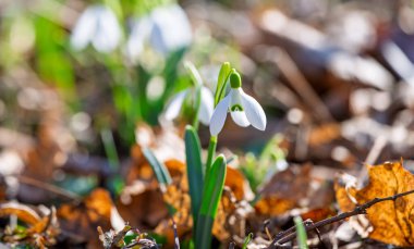 Kardelen ilk bahar çiçekleri ormanın içinde