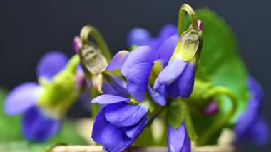 Siyah arka planda bir buket yabani menekşe