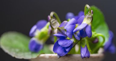 Siyah arka planda bir buket yabani menekşe
