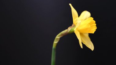 Siyah arkaplanda sarı nergis