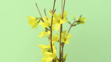 Sarı Forsythia Çiçekleri Kapatın