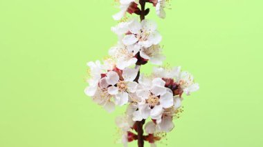 Açık yeşil arka planda kayısı çiçekli bir dal