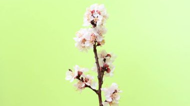 Açık yeşil arka planda kayısı çiçekli bir dal