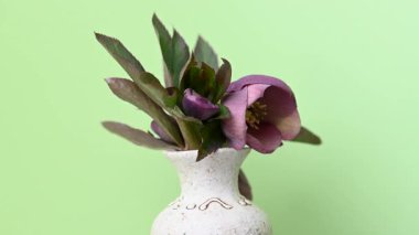 açık yeşil bir arkaplanda çiçek desenli yakın plan