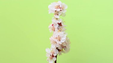 Açık yeşil arka planda kayısı çiçekli bir dal