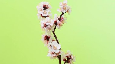 Açık yeşil arka planda kayısı çiçekli bir dal