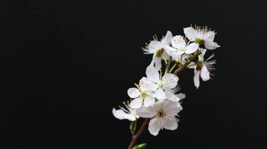 Siyah arkaplanda çiçekli bir dalın videosu