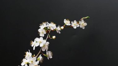 Siyah arkaplanda çiçekli bir dalın videosu