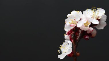 Siyah arkaplanda çiçekli bir dalın videosu