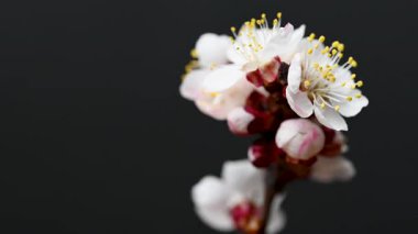 Siyah arkaplanda çiçekli bir dalın videosu