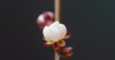 Zaman ayarlı pembe çiçekler siyah arkaplanda dalda çiçek açıyor