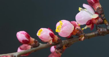 Zaman ayarlı pembe çiçekler siyah arkaplanda dalda çiçek açıyor