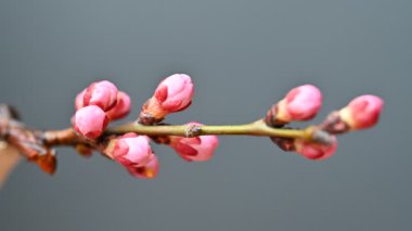 Zaman ayarlı pembe çiçekler siyah arkaplanda dalda çiçek açıyor