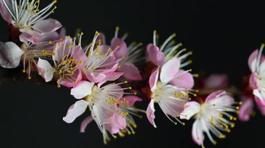  Siyah arkaplanda açan pembe çiçekler