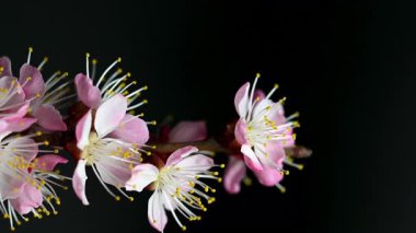  Siyah arkaplanda açan pembe çiçekler