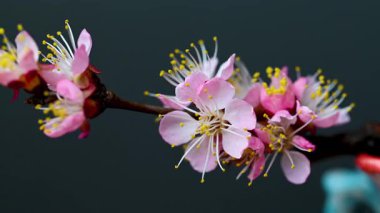  Siyah arkaplanda açan pembe çiçekler