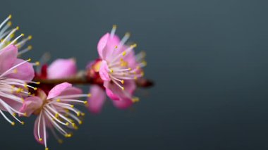  Siyah arkaplanda açan pembe çiçekler