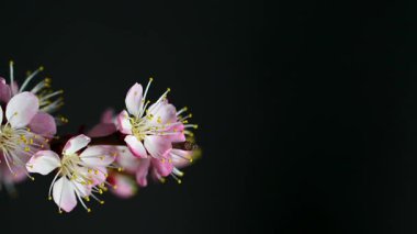  Siyah arkaplanda açan pembe çiçekler