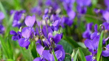 Güzel orman menekşelerinin yakın plan videosu.