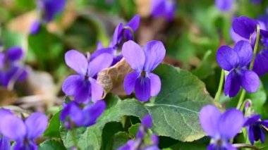 Güzel orman menekşelerinin yakın plan videosu.