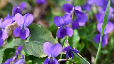 Güzel orman menekşelerinin yakın plan videosu.