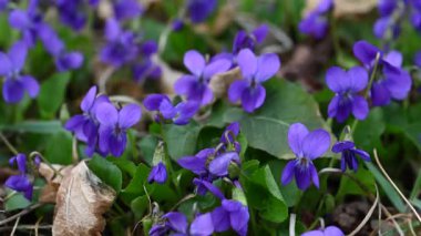 Güzel orman menekşelerinin yakın plan videosu.