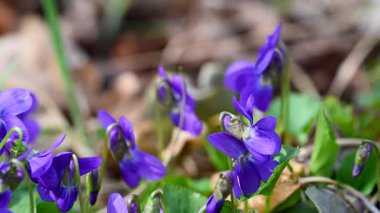 Güzel orman menekşelerinin yakın plan videosu.