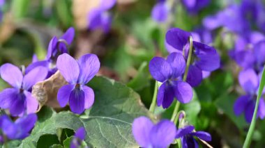 Güzel orman menekşelerinin yakın plan videosu.